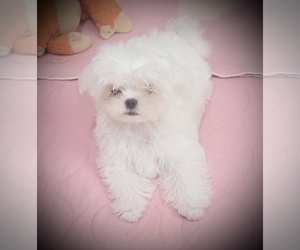 Maltese Puppy for sale in COVINGTON, KY, USA