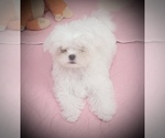 Small Photo #1 Maltese Puppy For Sale in COVINGTON, KY, USA