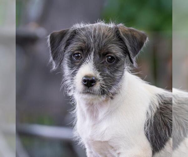 Medium Photo #3 Mutt Puppy For Sale in San Diego, CA, USA