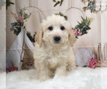 Small Photo #3 Bernedoodle-Poodle (Miniature) Mix Puppy For Sale in WARSAW, IN, USA