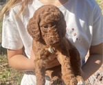 Small #5 Labradoodle