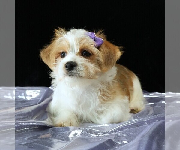 Medium Photo #2 Morkie Puppy For Sale in ROCK VALLEY, IA, USA