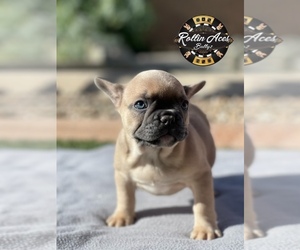 French Bulldog Puppy for sale in SURPRISE, AZ, USA