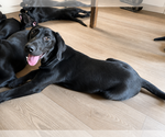 Small #1 Labrador Retriever