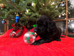 Small Photo #5 Golden Irish-Poodle (Standard) Mix Puppy For Sale in FISHERS, IN, USA