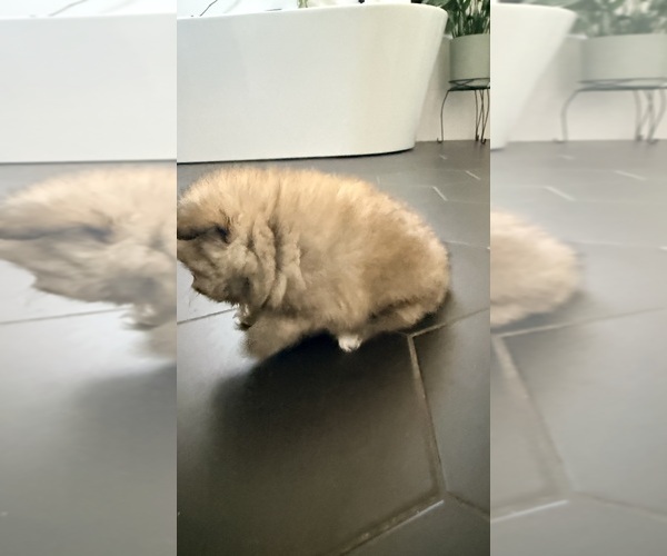 Medium Photo #9 Pomeranian Puppy For Sale in LEHIGH ACRES, FL, USA