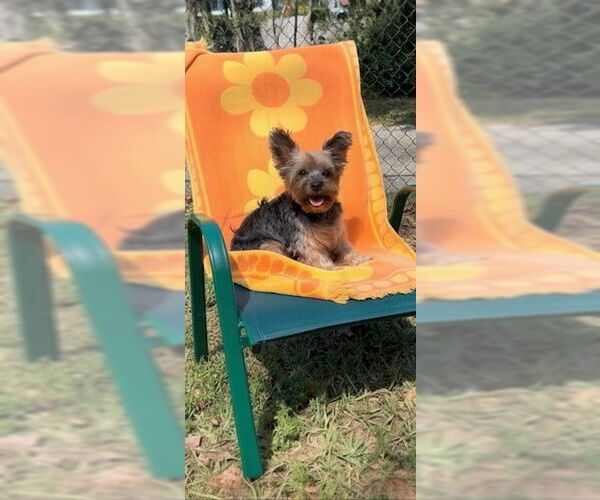 Medium Photo #4 Mutt Puppy For Sale in Weston, FL, USA