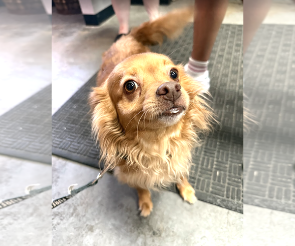 Medium Photo #3 Chihuahua-Unknown Mix Puppy For Sale in Rockville, MD, USA