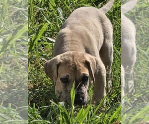 Medium Great Dane