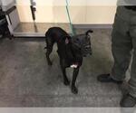 Small Labrador Retriever Mix