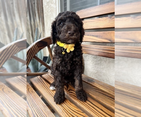 Medium Photo #1 Poodle (Standard) Puppy For Sale in BAKERSFIELD, CA, USA