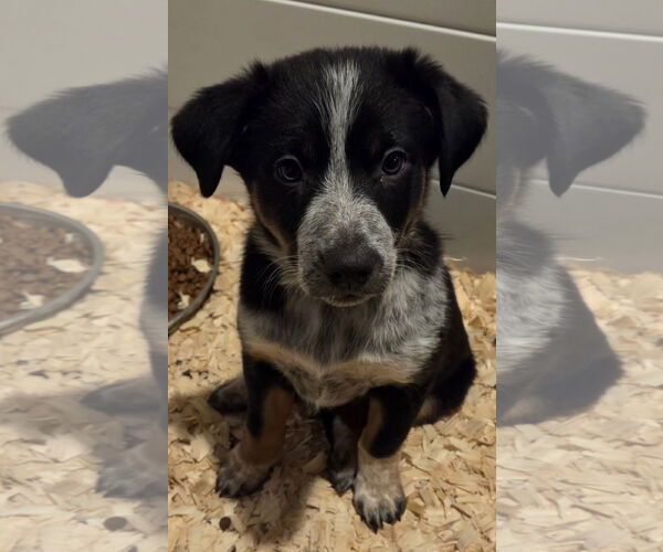 Medium Photo #2 Mutt Puppy For Sale in Garden City, NY, USA