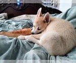 Small Photo #20 Pomsky Puppy For Sale in LOVELAND, CO, USA