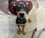 Small Photo #8 Doberman Pinscher-Unknown Mix Puppy For Sale in Buffalo, MN, USA