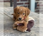 Small Photo #37 Golden Retriever Puppy For Sale in WOLCOTT, IN, USA