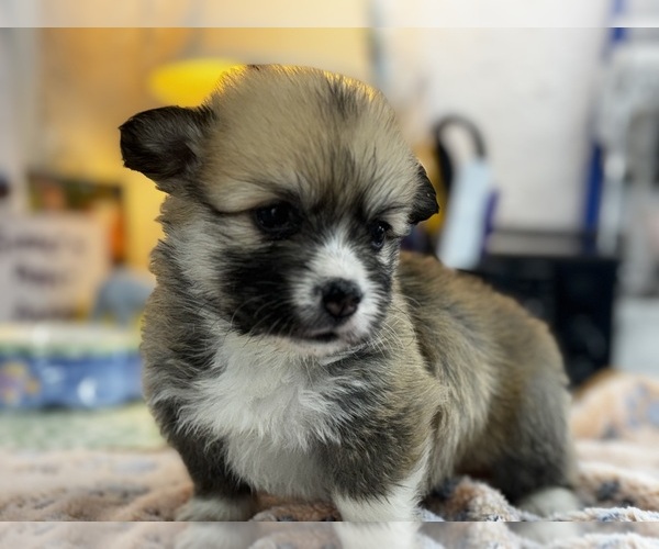 Medium Photo #4 Pembroke Welsh Corgi Puppy For Sale in COBLESKILL, NY, USA