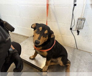Rottweiler-Unknown Mix Dogs for adoption in Corona, CA, USA