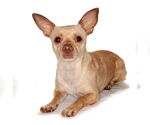 Small #1 Chihuahua