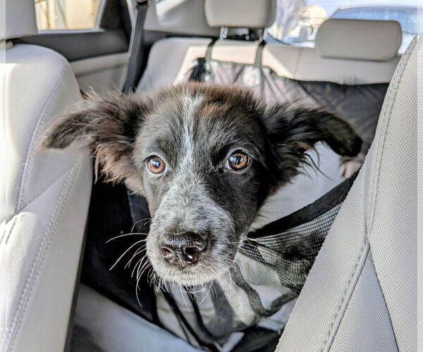 Medium Photo #4 Collie-Unknown Mix Puppy For Sale in Sandy, UT, USA
