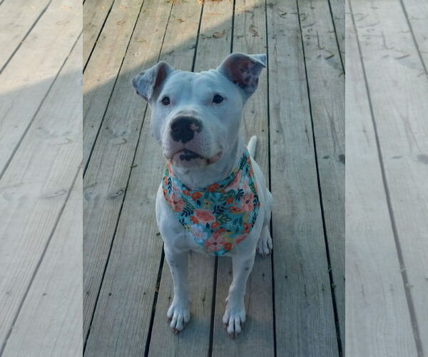 Medium Photo #3 American Pit Bull Terrier-Unknown Mix Puppy For Sale in Murfreesboro, NC, USA
