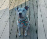 Small #2 American Pit Bull Terrier Mix