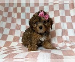 Small #7 YorkiePoo