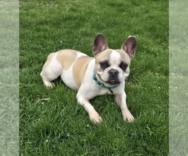 Medium Photo #4 French Bulldog Puppy For Sale in Fort Wayne, IN, USA