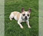 Small #3 French Bulldog