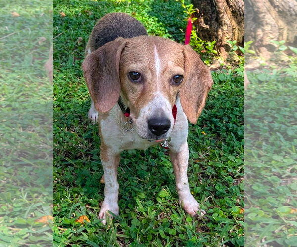 Medium Photo #3 Beagle Puppy For Sale in Dunnellon, FL, USA