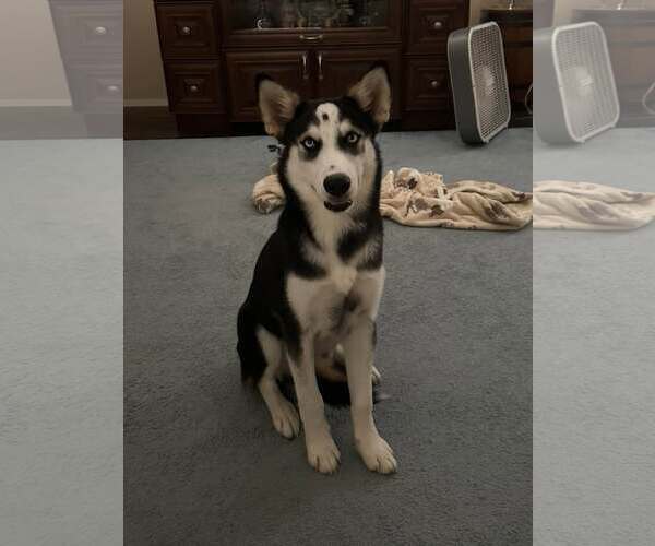 Medium Photo #2 Siberian Husky Puppy For Sale in Carrollton, TX, USA