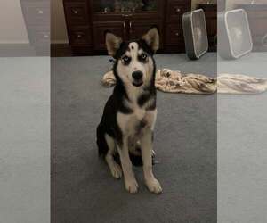 Bree - Female Siberian Husky Dog for Adoption - Photo #2