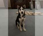 Small Photo #2 Siberian Husky Puppy For Sale in Carrollton, TX, USA