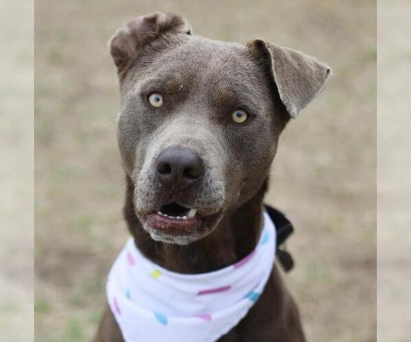 Medium Photo #1 American Staffordshire Terrier-Unknown Mix Puppy For Sale in San Antonio, TX, USA
