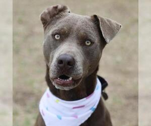 American Staffordshire Terrier-Unknown Mix Dogs for adoption in San Antonio, TX, USA