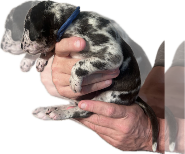 Medium Photo #2 Great Dane Puppy For Sale in WILLIS, TX, USA