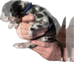 Small #1 Great Dane