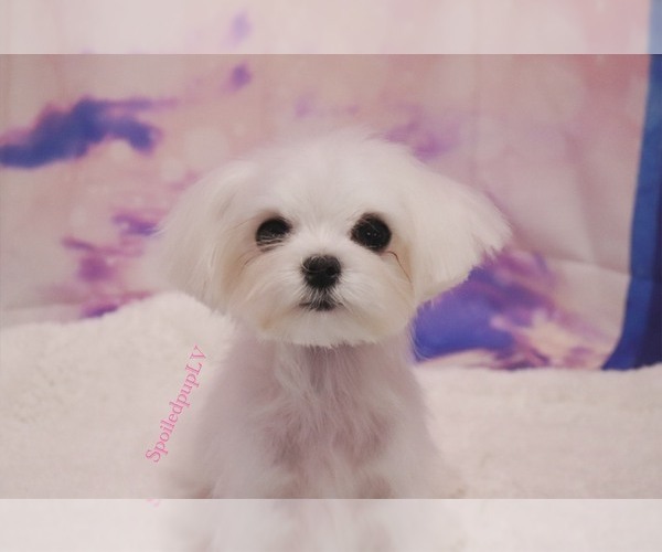 Medium Photo #6 Maltese Puppy For Sale in LAS VEGAS, NV, USA
