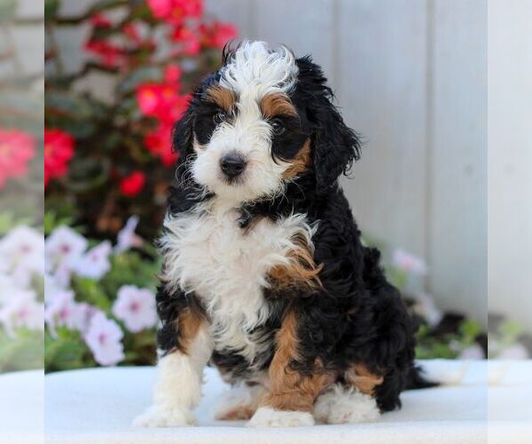Medium Photo #3 Bernedoodle (Miniature) Puppy For Sale in LITITZ, PA, USA