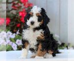 Small #2 Bernedoodle (Miniature)
