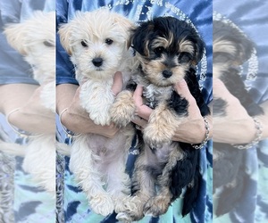 Morkie Puppy for sale in VIRGINIA BEACH, VA, USA