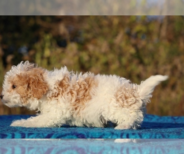 Medium Photo #8 Goldendoodle (Miniature) Puppy For Sale in DYERSBURG, TN, USA