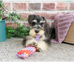 Small Photo #7 Schnauzer (Miniature) Puppy For Sale in SYRACUSE, IN, USA