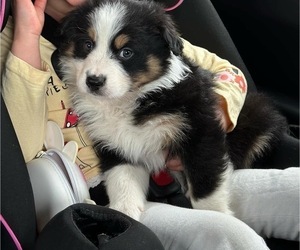 Australian Shepherd Puppy for sale in MIDDLETOWN, IN, USA