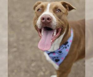 American Staffordshire Terrier-Unknown Mix Dogs for adoption in San Antonio, TX, USA
