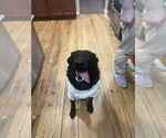 Small #3 German Shepherd Dog Mix