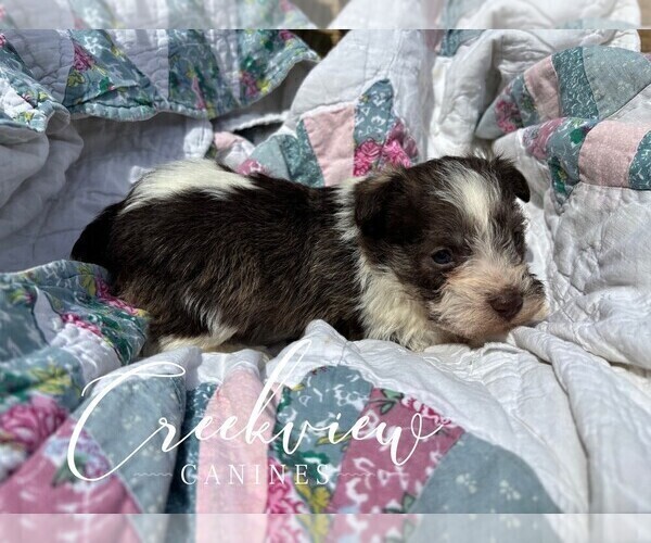 Medium Photo #7 Schnauzer (Miniature) Puppy For Sale in NIANGUA, MO, USA