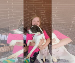 Mutt Dogs for adoption in The Woodlands, TX, USA