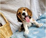 Puppy Bilbo Beagle