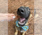 Small #3 German Shepherd Dog Mix