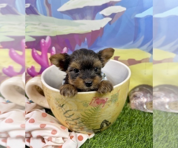Medium Photo #6 Yorkshire Terrier Puppy For Sale in CASSVILLE, MO, USA